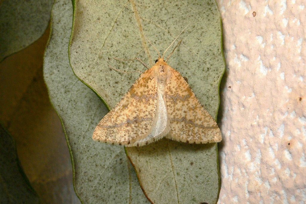 Aspitates ochrearia